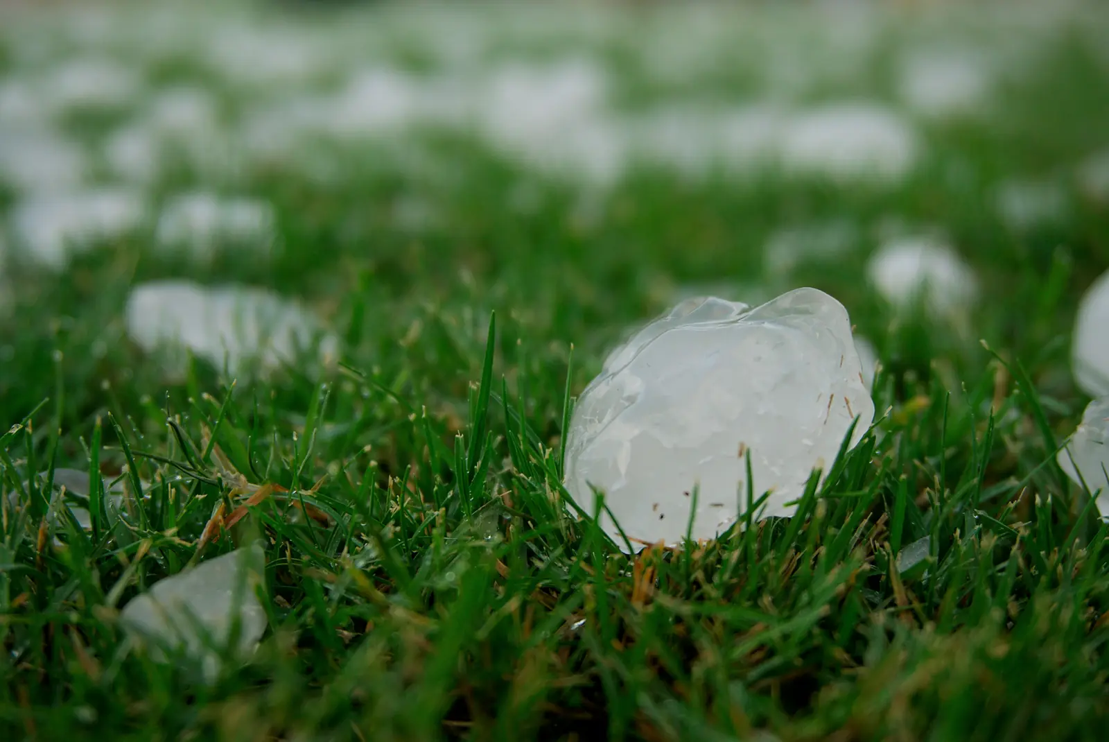 Large hailstone resting in green lawn grass after a hailstorm